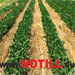      NoTill.Ru